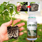 Plant Rooting & Seedling Strengthening Agent（50% OFF）