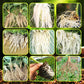 Plant Rooting & Seedling Strengthening Agent（50% OFF）