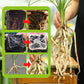 Plant Rooting & Seedling Strengthening Agent（50% OFF）
